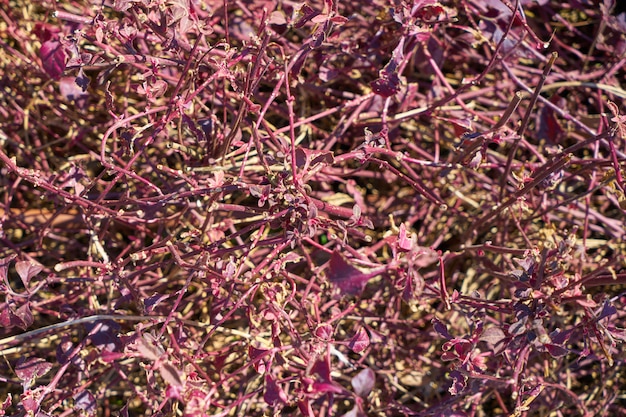 Rode plant close-up