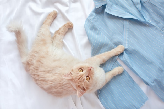 Rode pluizige kat liggend op bed met pyjama.