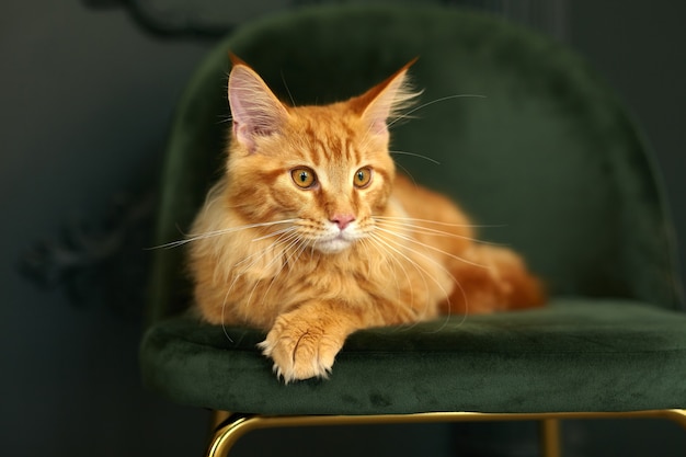 Rode pluizige Maine Coon-kat ligt op een groen fluwelen stoel