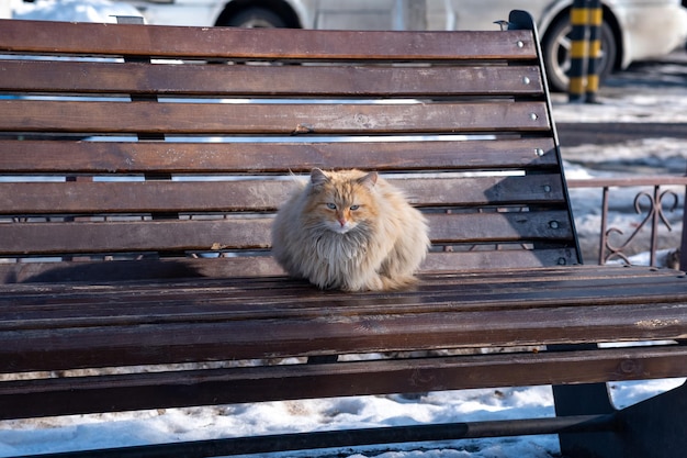 Rode pluizige zwerfkat op een parkbank in de winter