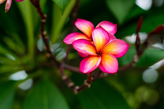 Rode plumeria bloemen aan de boom