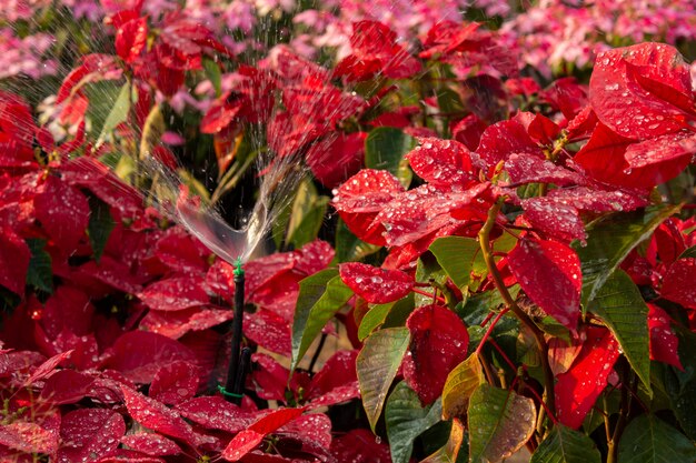 Rode Poinsettia-bloem, Euphorbia-pulcherrima met dauwdalingen