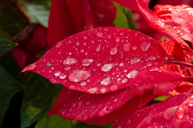 Rode Poinsettia-bloem, Euphorbia-pulcherrima met dauwdalingen