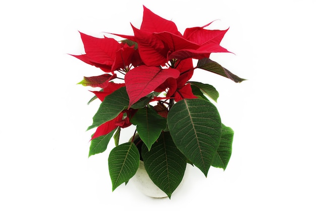 Rode Poinsettia - traditionele kerstbloem in een pot.