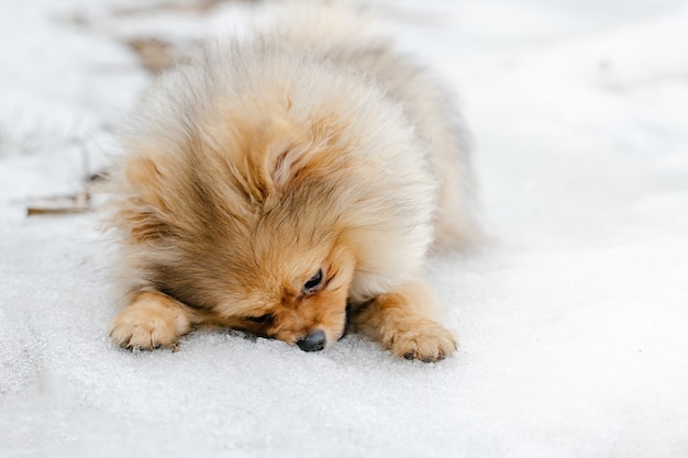 Rode Pommeren puppy hondenras buiten in de winter