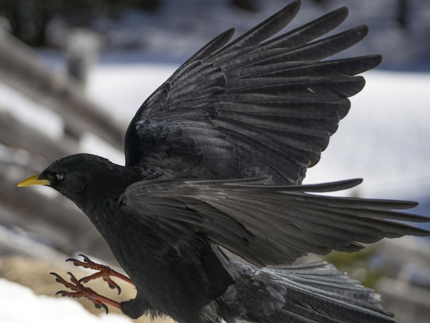 Rode poot gele snavel kwaken zwarte vogel op witte sneeuwraafkraai