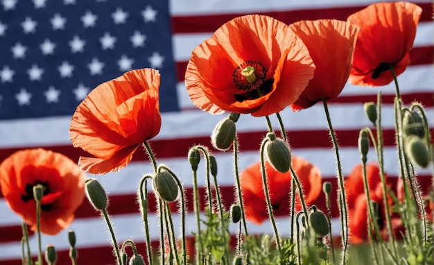 Foto rode poppen bloeien voor de amerikaanse vlag.