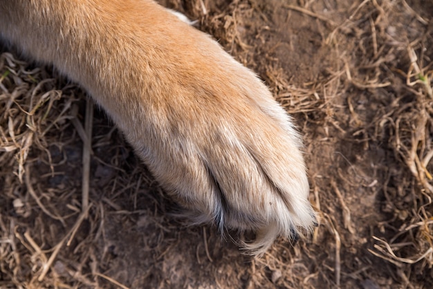 Rode poten van Duitse herder close-up op gras