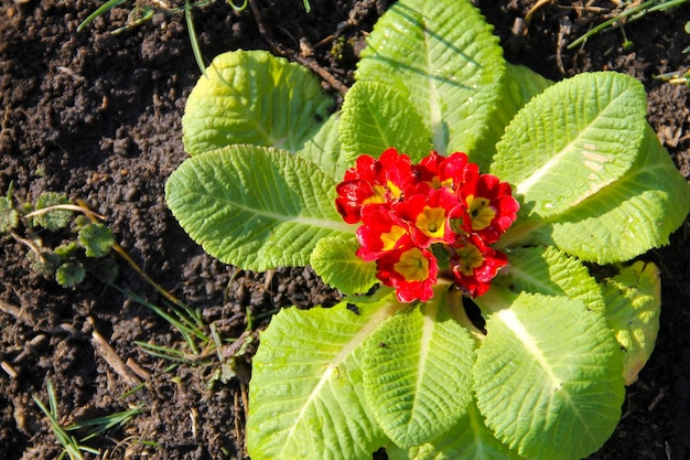 Rode primula acaulis bloemen in de tuin