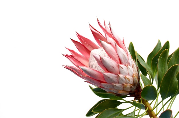 Rode protea op witte achtergrond