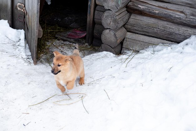 Rode puppy loopt in de winter in de sneeuw verlaten dieren