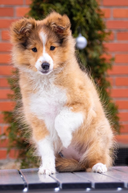 Rode puppy van shetland sheepdog