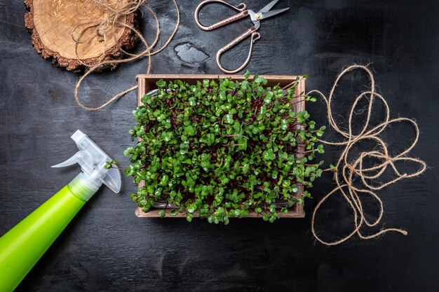 Rode radijs microgreens in houten kist thuis Veganistisch en gezond eten concept