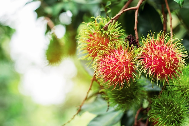 Rode rambutan met zon schijnt.