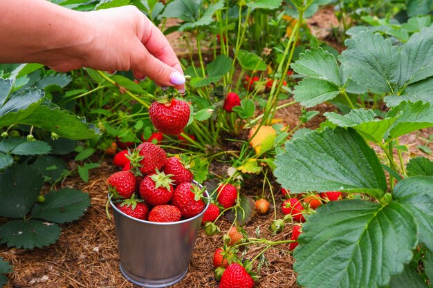 Rode rijpe aardbeien in de tuin Vrouwenhanden verzamelen rijpe aardbeien in een emmer