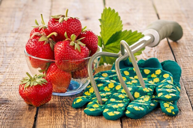 Rode rijpe aardbeien in glazen kom en handtuinhark met handschoenen op oude houten planken