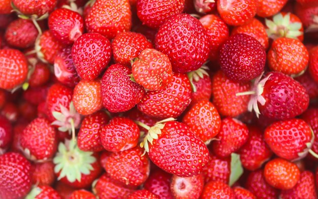 Rode rijpe aardbeien Verse biologische bessen voor gezond eten