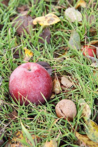Rode rijpe appel en walnoot lagen op de met gras begroeide grond met droge herfstbladeren. Bovenaanzicht.