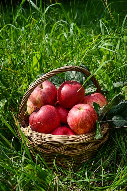 Rode rijpe appel in de mand