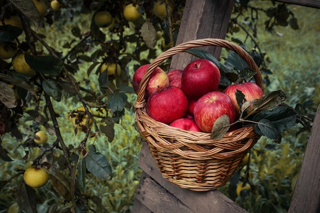 Rode rijpe appel in de mand