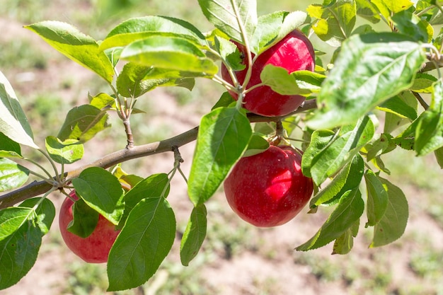 Rode rijpe appels hangen op een tak op een zonnige zomerdag Groeiende vruchten oogsten