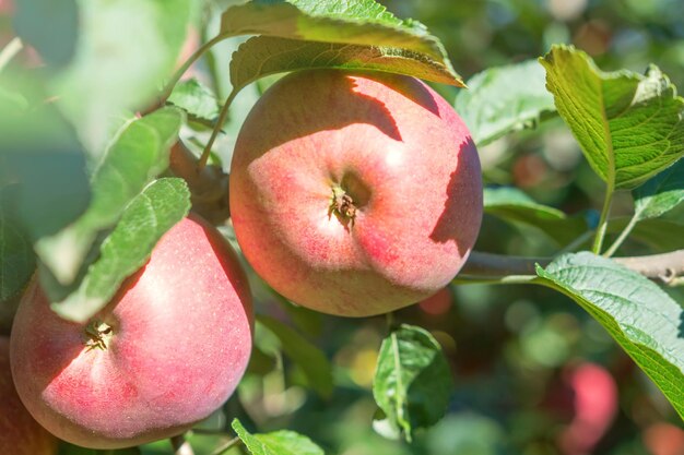 Rode rijpe appels in boomgaard, appelboom