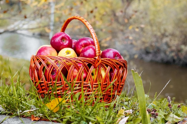 Rode rijpe appels in een mand bij de rivier Apple oogst