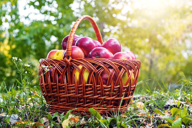 Rode rijpe appels in een mand op het gras Appeloogst