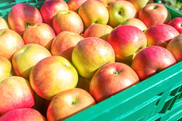 Rode rijpe appels in plastic kratten, boomgaard, appels klaar voor de markt