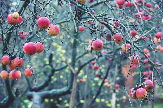 Rode rijpe appels op appelbomen in de boomgaard