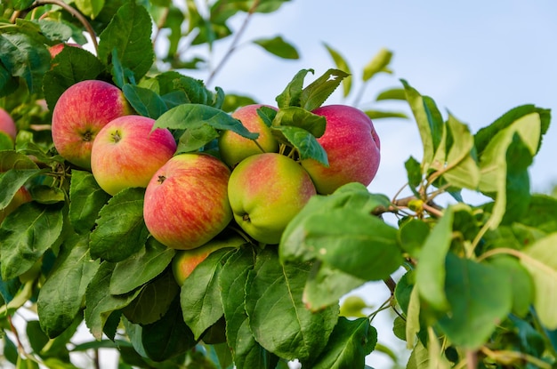 Rode rijpe appels op een boomtak.