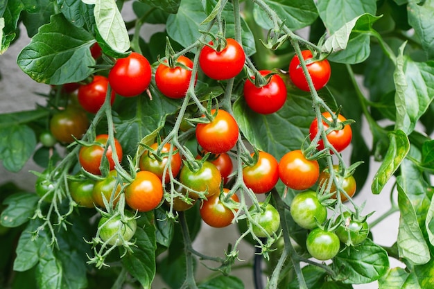 Rode rijpe cherrytomaatjes gekweekt in kas Rijpe tomaten hangen op de groene gebladerteachtergrond aan de wijnstok van een tomatenboom in de tuin Tomatencluster Thuis tuinieren Biologische landbouw