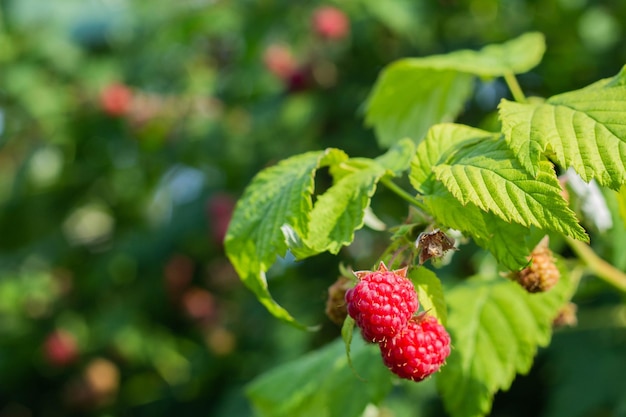 Rode rijpe frambozen groeien aan een tak