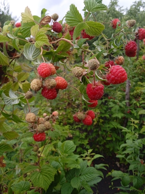 Rode rijpe frambozen in de tuin op een struik Rijpe frambozentak