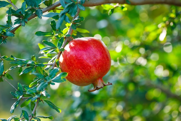 Rode rijpe granaatappels op de boom.