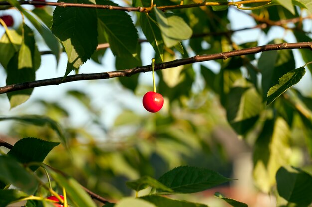 Rode rijpe kers op de takken van een kersenfruitboom