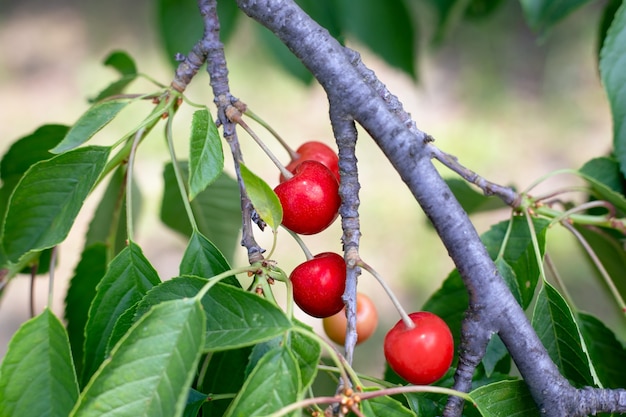 Rode rijpe kersen aan de boom. Heerlijke zomerse traktatie. Vitamine bessen.