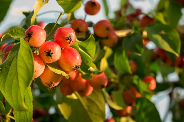 Rode rijpe kleine kleine stremsel appels op een appelboom tak gloed in de zon. Herfst oogst van appels op een achtergrond van groen gebladerte en blauwe hemel.