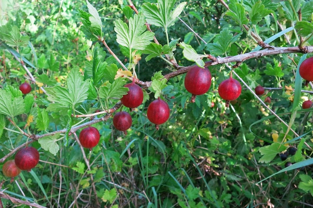 Rode rijpe kruisbes tuinbes