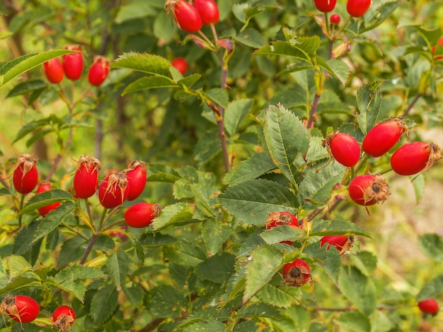 Rode rijpe rozenbottels groeien op een struik in de tuin Geneeskrachtige bessen Genezende thee