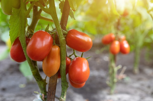 Rode rijpe tomaten geteeld in een kas met zonnestralen