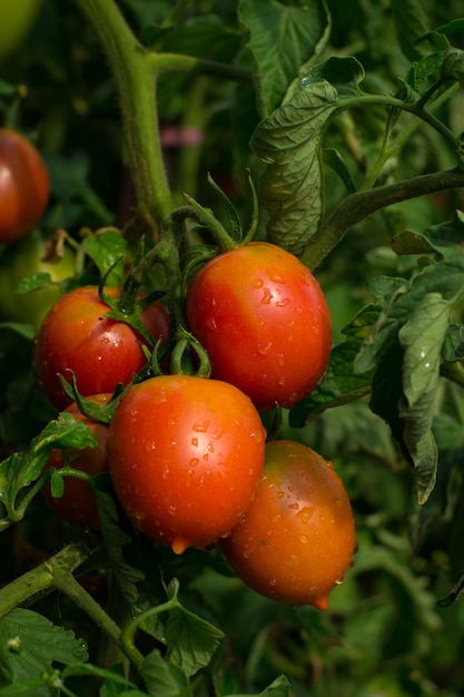 Rode rijpe tomaten hangen aan de wijnstok van een tomatenboom in de tuin op de groene gebladerteachtergrond Tomaten zingen in de zon in natuurlijke omstandigheden Tuinieren en biologisch concept