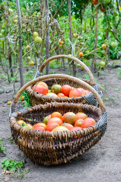 Rode rijpe tomaten in twee rieten manden