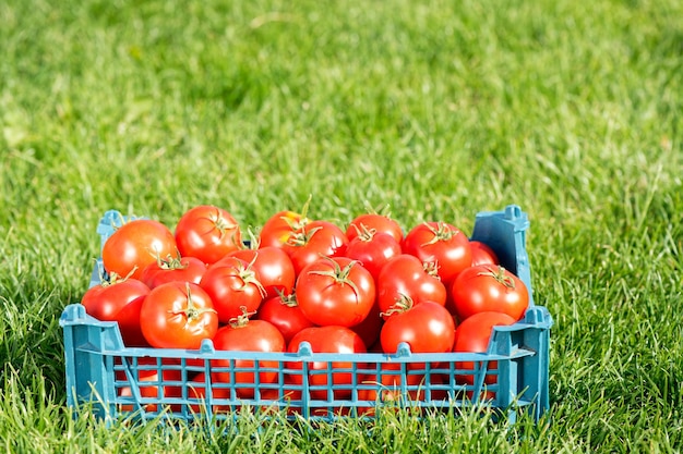 Rode rijpe tomaten op groen gras op een zomerdag