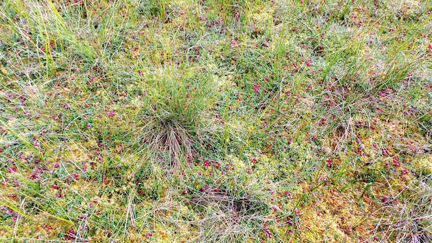 Rode rijpe wilde cranberry op groen moerasmos in de herfst