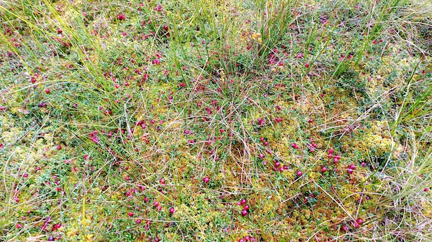 Rode rijpe wilde cranberry op groen moerasmos in de herfst