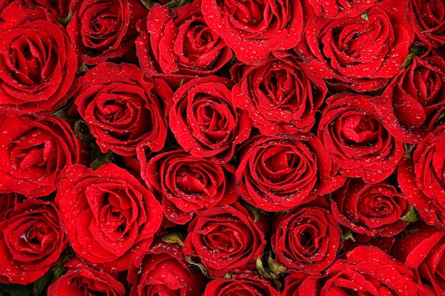 Rode roos achtergrond. Valentijnsdag concept