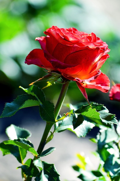 Rode roos bloeien in de tuin close-up