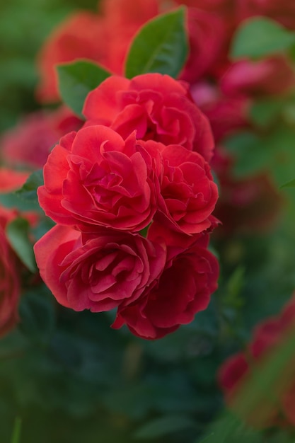 Rode roos bloem achtergrond Rode rozen op een struik in een tuin Rode roos bloem Rode roos Scarlet