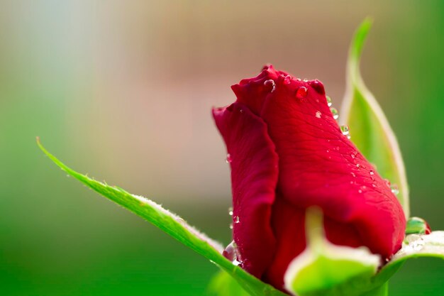 Rode roos bloem Chiang Mai rose onder groene bladeren vervagen achtergrond selectieve focus punt